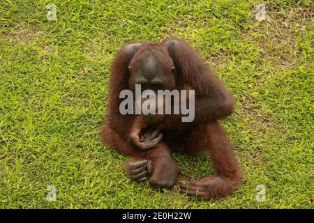 Orangutan riposarsi sul prato. Gli Orangutani si siedono su un prato verde nella propria stalla all'interno dello zoo. Foto Stock