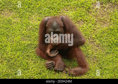 Orangutan riposarsi sul prato. Gli Orangutani si siedono su un prato verde nella propria stalla all'interno dello zoo. Foto Stock