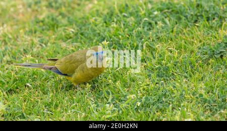 Pappagallo di roccia (Neophema petrophila) Al Capo Leeuwin a sud di Augusta nell'Australia Occidentale Foto Stock