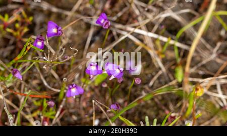 Alcuni fiori della piccola annuale Bladderwort Utricularia violacea visto Vicino a Bunbury nell'Australia occidentale Foto Stock