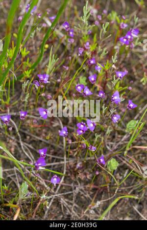 Alcuni fiori della piccola annuale Bladderwort Utricularia violacea visto Vicino a Bunbury nell'Australia occidentale Foto Stock