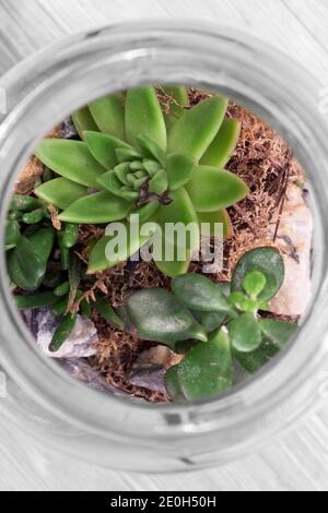 Terrarium con piante succulente, muschio e rocce in un vaso di vetro. Sfondo di legno grigio Foto Stock