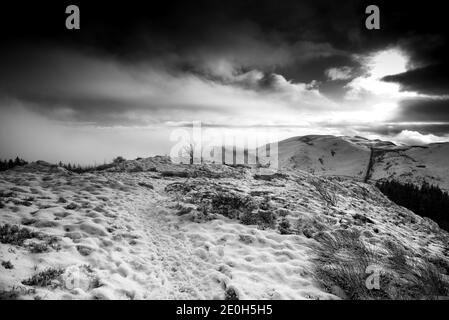 Pini innevati alla tenuta di Hafod, nel Galles centrale. La catena montuosa Cambrian ha sperimentato la caduta della neve alpina a Capodanno, 2020. Foto Stock