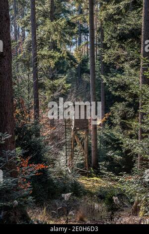 Piccola pelle rialzata per la caccia nel mezzo del foresta Foto Stock