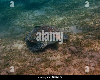 la tartaruga marina mangia le alghe sul pavimento del mare Foto Stock