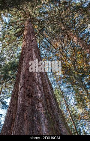 Grande e enorme albero di mammut nel mezzo del foresta Foto Stock