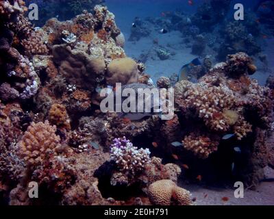 kugelfisch korallen im korallen Foto Stock