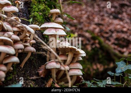 Un mazzo di funghi su un vecchio tronco di albero morto Foto Stock