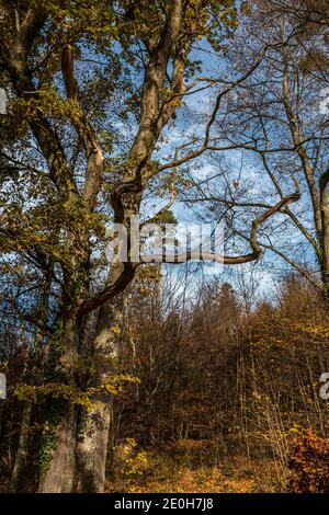 Grande vecchio albero di quercia nel mezzo della foresta Foto Stock