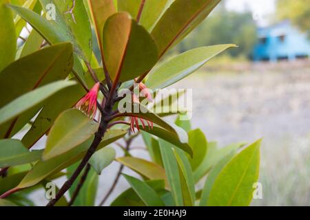 Bruguiera è un genere di piante appartenente alla famiglia delle Rhizophoraceae. È un piccolo genere di cinque specie di mangrovie e tre ibridi dell'India e del Pacifico occidentale Foto Stock