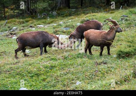 Lotta Ibex nella valle Lauterbrunnental vicino Lauterbrunnen (Svizzera) Foto Stock