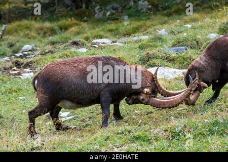 Lotta Ibex nella valle Lauterbrunnental vicino Lauterbrunnen (Svizzera) Foto Stock