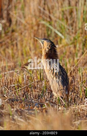 Un adulto Eurasian Bittern o grande Bittern (Botaurus stellaris) in inverno in un letto di canna in Suffolk, Regno Unito Foto Stock