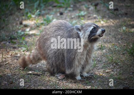 Waschbaer, Wildpark Johannismuehle, Baruth, Brandeburgo, Deutschland Foto Stock