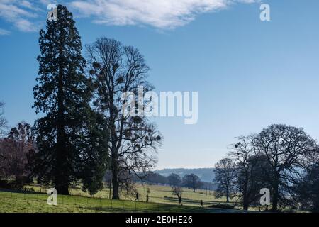 Campagna intorno a Tyntesfield, vicino a Bristol, con alberi con mistletoe Foto Stock