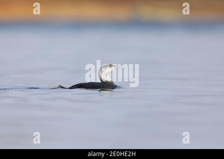 Un subacqueo o un loon a gola rossa (gavia stellata) In non-allevamento o piumaggio invernale in Inghilterra Foto Stock