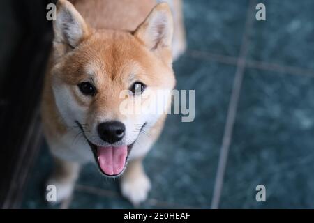 Primo piano un cane Quiet Shiba Inu che si stacca la lingua e guardando la fotocamera Foto Stock