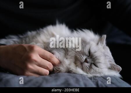 primo piano un gatto di cinchilla argentato addormentato sul letto con la mano del proprietario dell'animale domestico Foto Stock