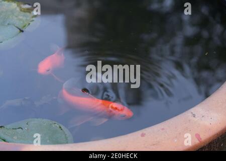 primo piano due pesci rossi di koi nuotano nell'acqua dell'iva. Concetto di cultura asiatica tradizionale Foto Stock