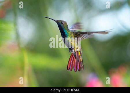 Un hummingbird di mango dalle tonalità nere che si abbaia con fogliame sfocato sullo sfondo. Fauna selvatica in natura. Uccello in volo. Foto Stock