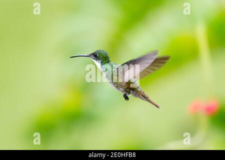 Un colibrì smeraldo con una parte bianca e sfondo verde sfocato. Fauna selvatica in natura. Uccello in natura. Foto Stock