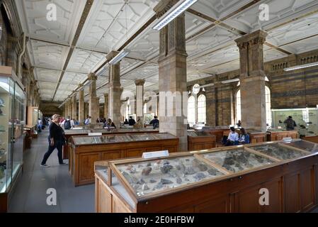 Sammlungen, Steine und Meteoriten, Museo di Storia Naturale, Cromwell Rd, Kensington, Londra, Inghilterra, Grossbritannien Foto Stock