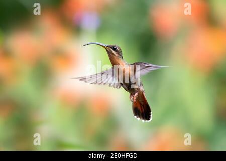 Un colibrì eremita di produzione rufosa che oscilica nell'aria con fiori d'arancio sfocati sullo sfondo. Uccello in volo. Fauna selvatica in natura Foto Stock