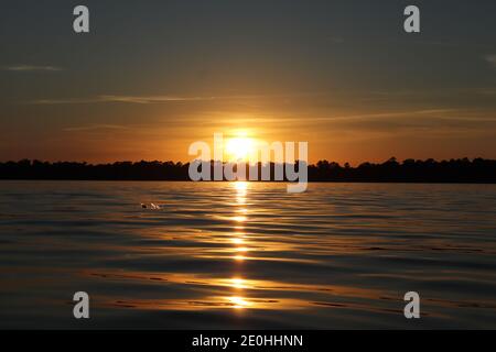Splendido tramonto dorato diffuso che si riflette sull'acqua fino a un orizzonte alberato. Un pesce salta dall'acqua pacifica, spruzzi verso il sole. Foto Stock