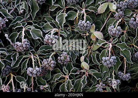 Ivy con bacche in gelo di rombo Foto Stock