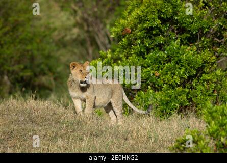 Leone (Panthera leo). Giovane maschio Foto Stock