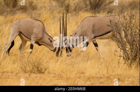 Africa orientale, o Beisa, Oryx (Oryx beisa) combattendo Foto Stock