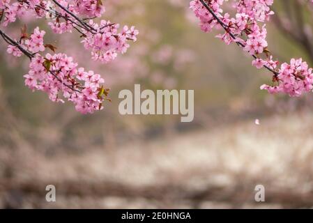 Fioritura dei ciliegi con un uccello che mangia insetti all'interno del fiorito fiori rosa Foto Stock