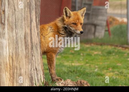 Fox che appare da dietro un albero in una giornata di sole Foto Stock