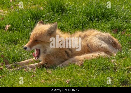 Giovane volpe che brandisce alla luce del sole Foto Stock