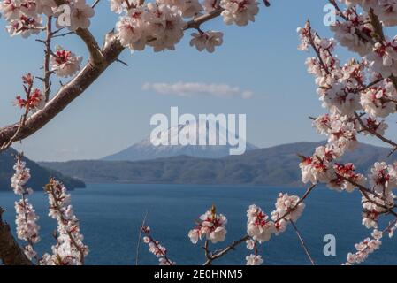 Cornice di fiori di ciliegio intorno al monte Yotei e al lago Toya Foto Stock
