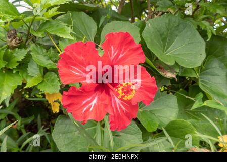 Fiore rosso di Hibiscus a Okinawa, Giappone Foto Stock