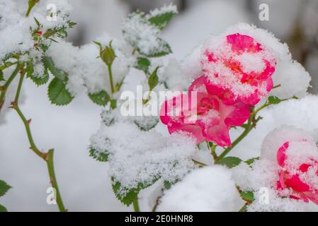 Rose coperte di neve e rosette, Fiori Foto Stock