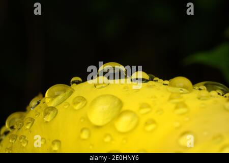 Petali di fiori di Allamanda ricoperti da gocce d'acqua Foto Stock