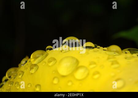 Petali di fiori di Allamanda ricoperti da gocce d'acqua Foto Stock