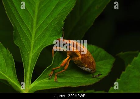 Un fetile bruno con le pinzette in piedi su una foglia verde Foto Stock