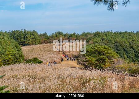 JEJU, COREA, 12 NOVEMBRE 2019: L'erba argentata al cratere di Sangumburi sull'isola di Jeju, Repubblica di Corea Foto Stock