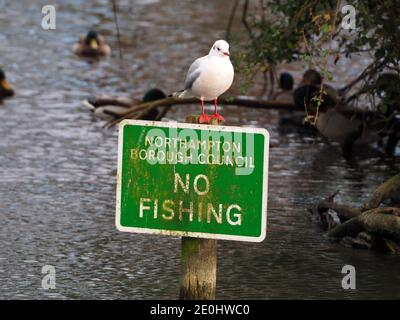 Gabbiano comune (Larus canus) appollaiato su un segno di non pesca Foto Stock