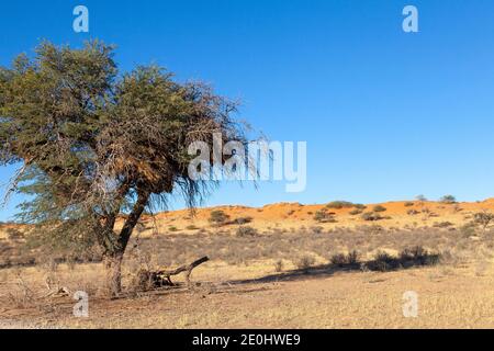 Albero con il nido di tessitore socievole in una duna rossa Kalahari paesaggio al tramonto, Kgalagadi TransFrontier Park, Capo del Nord, Sud Africa Foto Stock