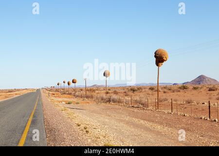 Socievole Weaver nids costruito su pali telefonici nel Kalahari, Capo Nord, Sud Africa. Gli uccelli costruiscono i loro nidi comunali su qualsiasi palo o uprig Foto Stock