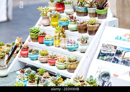 Peng Succulents si trova al Greenwich Market, Londra, Regno Unito Foto Stock