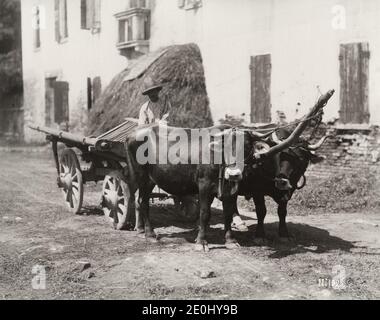 Fotografia d'annata del XIX secolo - un paio di torelli, buoi, tirando un carrello di un agricoltore in legno, Italia, circa 1890. Foto Stock