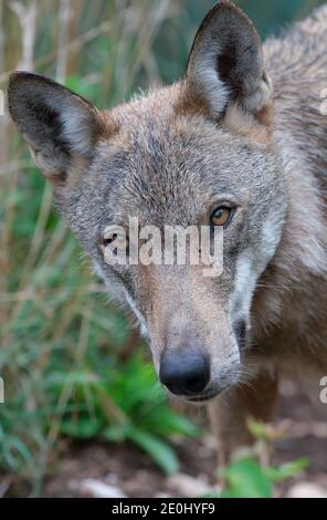 Il lupo nella fauna di Civitella Alfedena, Abruzzo, Italia Foto Stock