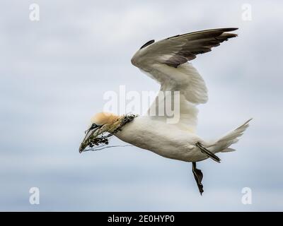 Gannet settentrionale in volo con materiale di nidificazione, Inghilterra, Regno Unito Foto Stock