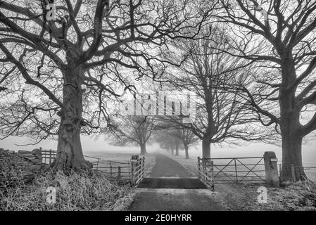 Alberi di inverno Foto Stock