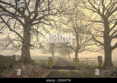 Alberi di inverno Foto Stock